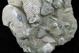 Cretaceous Nautilus and Ammonite Cluster - Madagascar #59727-2